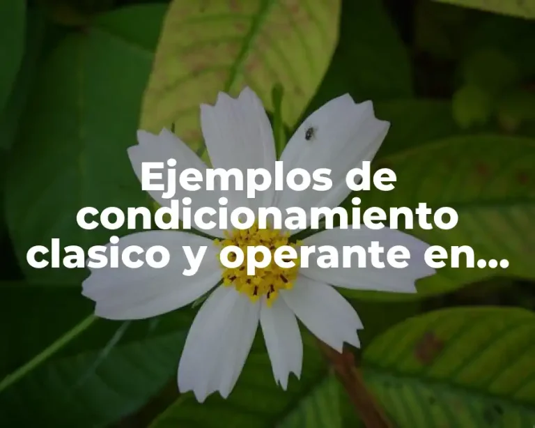 Ejemplos de condicionamiento clasico y operante en adultos