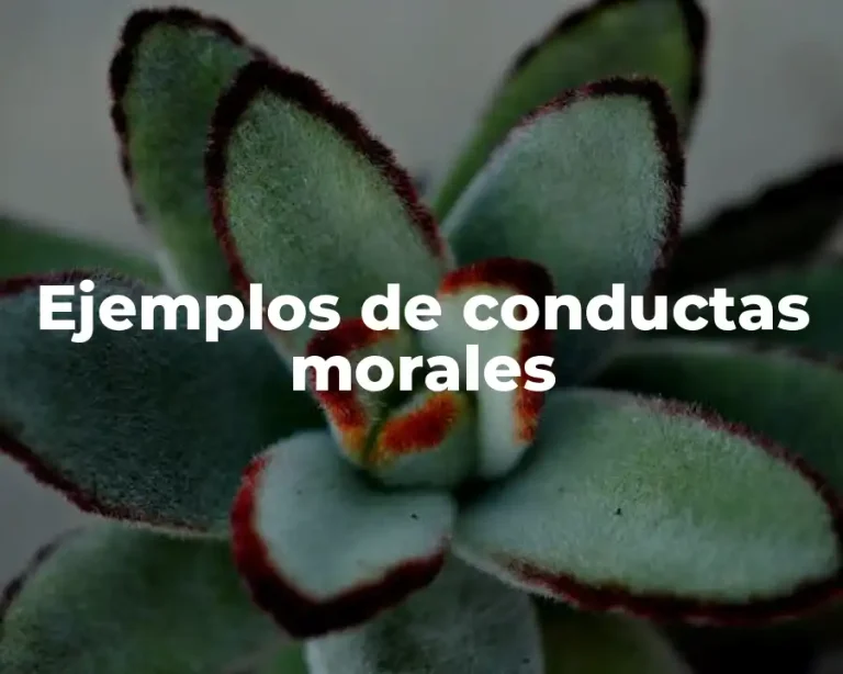 Ejemplos de conductas morales