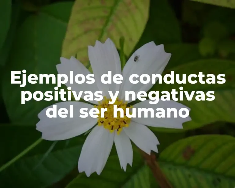 Ejemplos de conductas positivas y negativas del ser humano