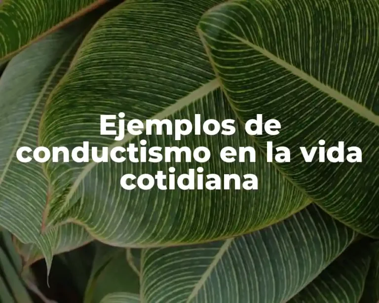Ejemplos de conductismo en la vida cotidiana