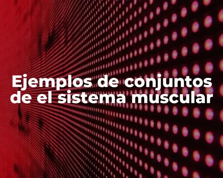 Ejemplos de conjuntos de el sistema muscular