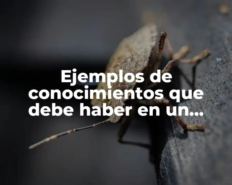 Ejemplos de conocimientos que debe haber en un curriculum