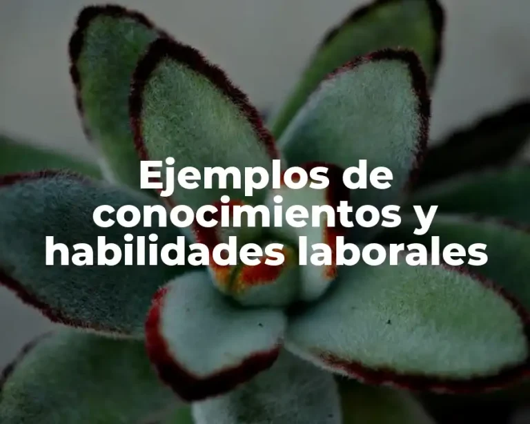 Ejemplos de conocimientos y habilidades laborales