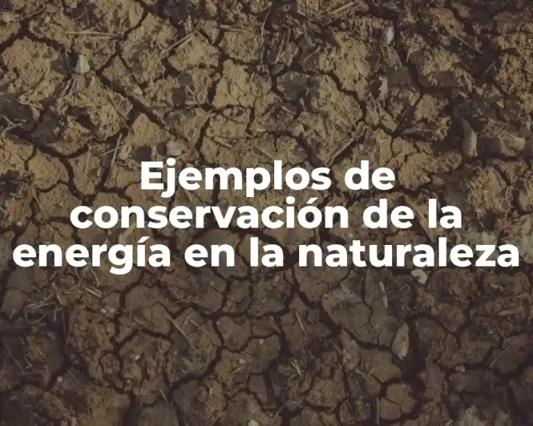 Ejemplos de conservación de la energía en la naturaleza