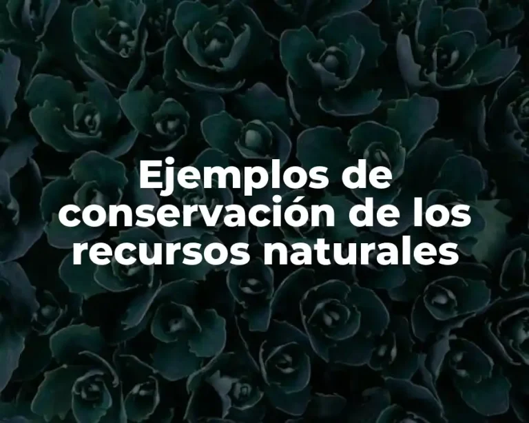 Ejemplos de conservación de los recursos naturales