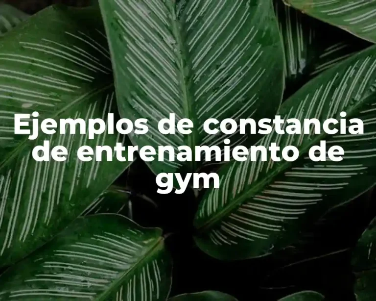 Ejemplos de constancia de entrenamiento de gym
