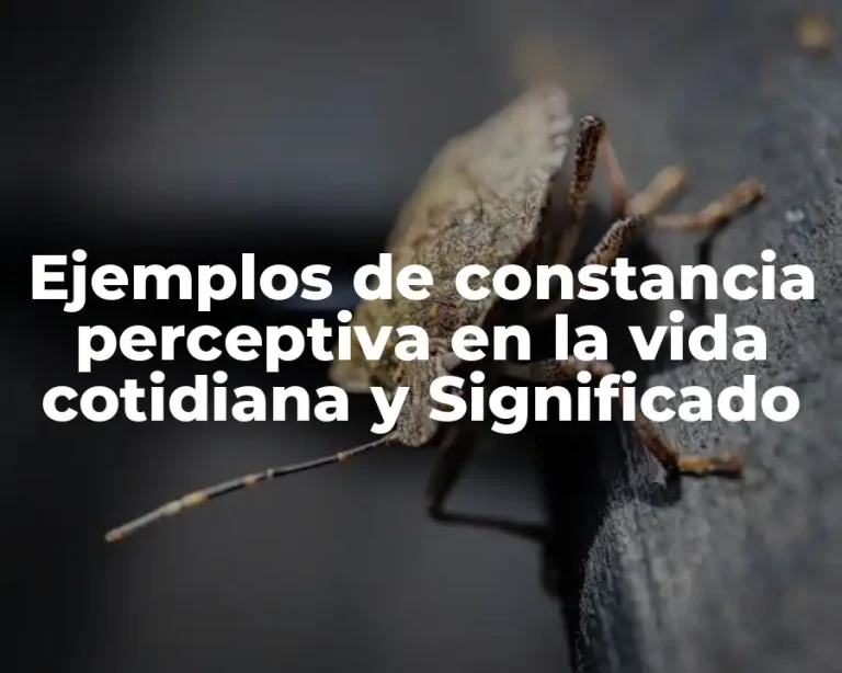 Ejemplos de constancia perceptiva en la vida cotidiana y Significado