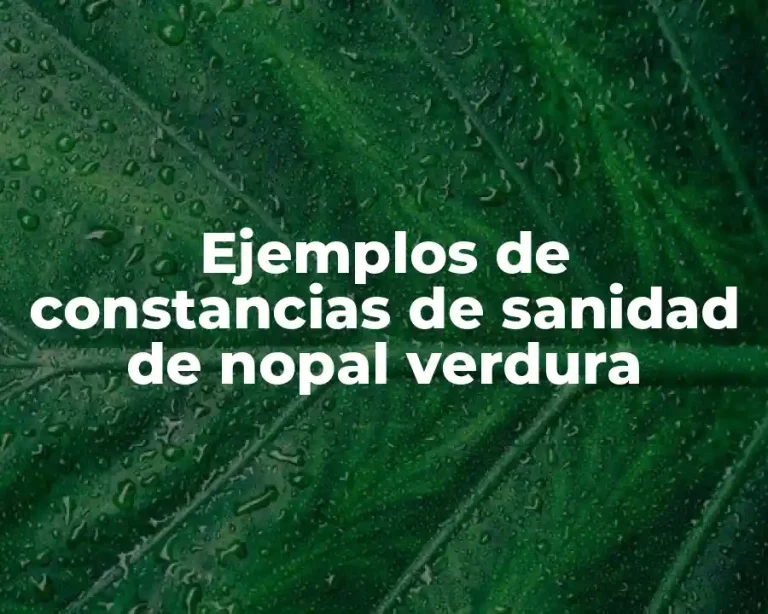Ejemplos de constancias de sanidad de nopal verdura