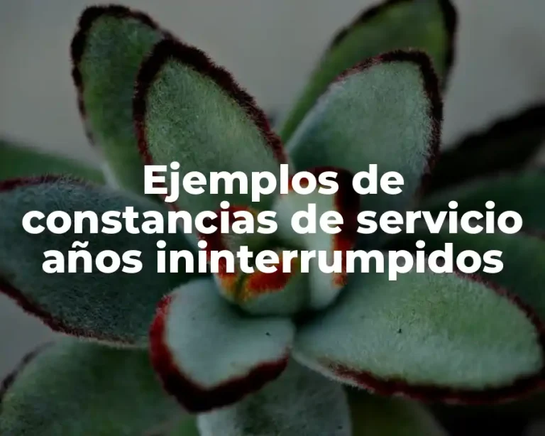 Ejemplos de constancias de servicio años ininterrumpidos