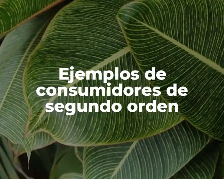 Ejemplos de consumidores de segundo orden