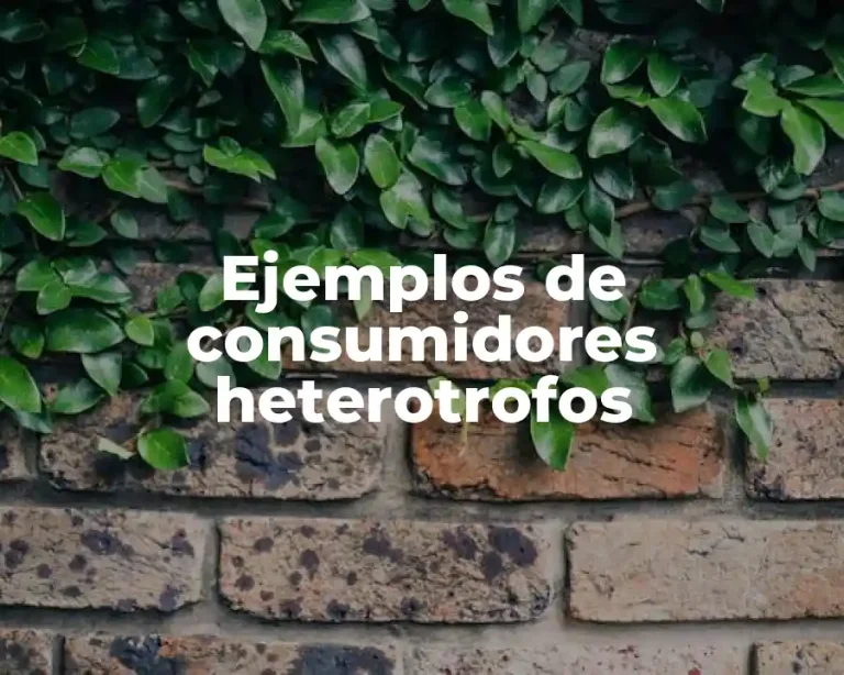 Ejemplos de consumidores heterotrofos