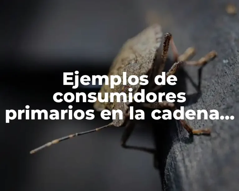 Ejemplos de consumidores primarios en la cadena alimenticia