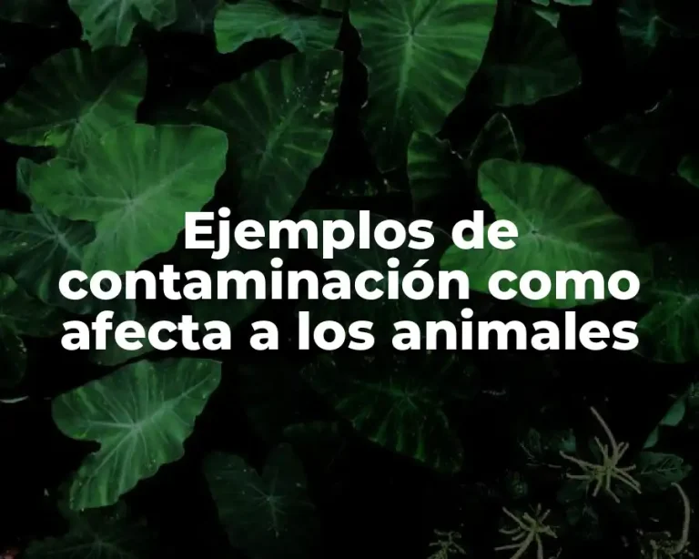 Ejemplos de contaminación como afecta a los animales