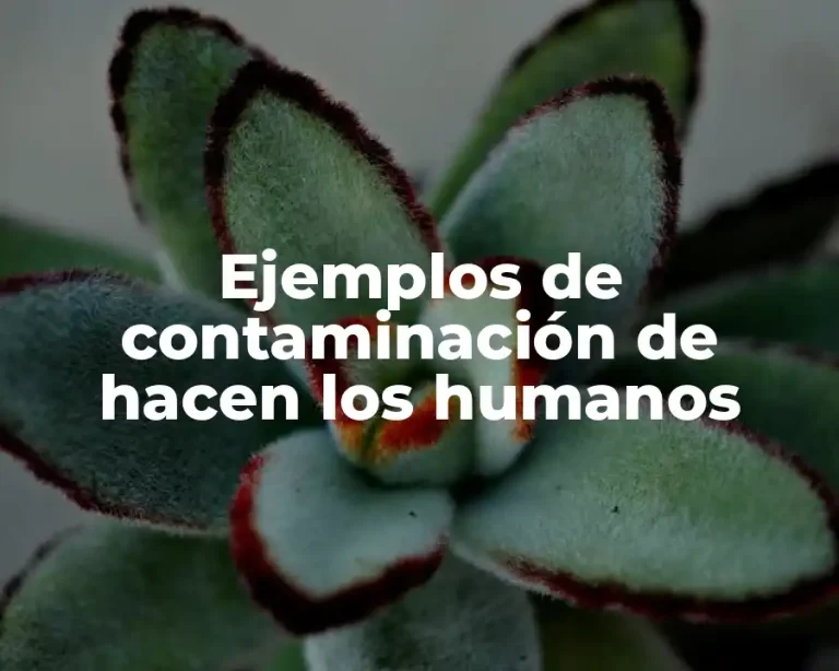 Ejemplos de contaminación de hacen los humanos