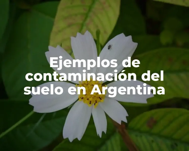 Ejemplos de contaminación del suelo en Argentina