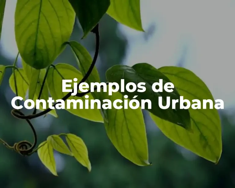 Ejemplos de Contaminación Urbana