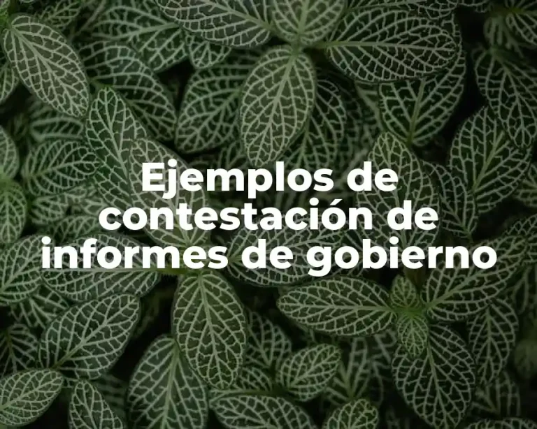Ejemplos de contestación de informes de gobierno
