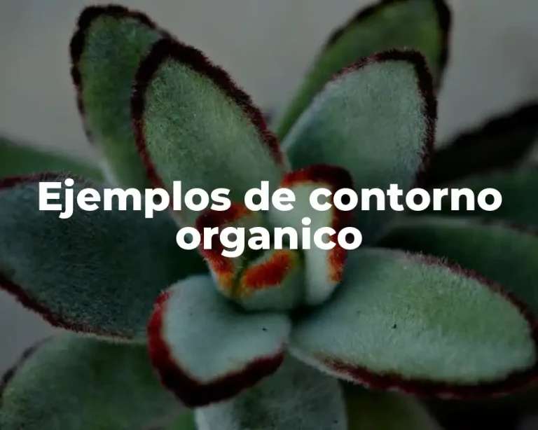Ejemplos de contorno organico