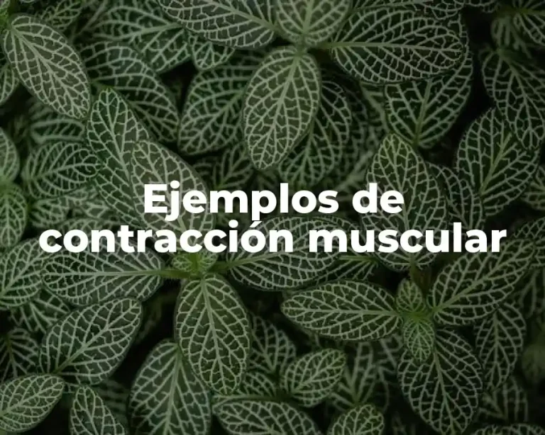 Ejemplos de contracción muscular