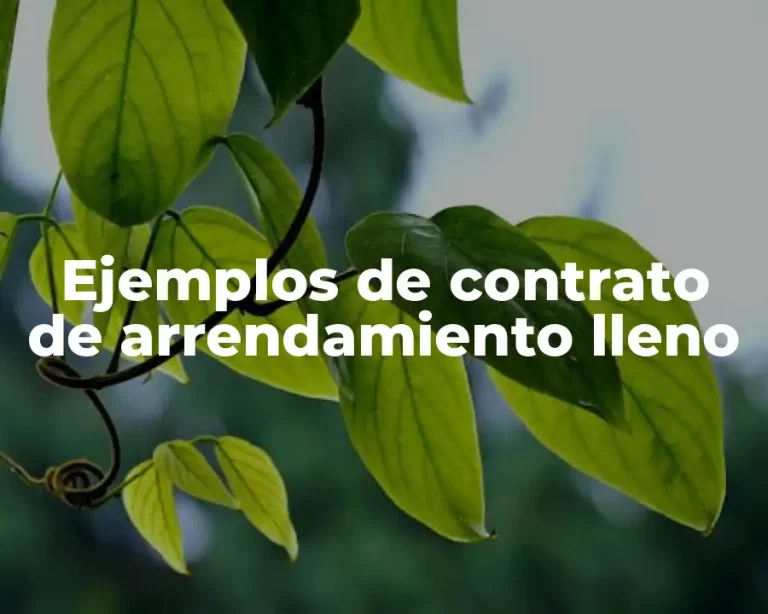 Ejemplos de contrato de arrendamiento lleno