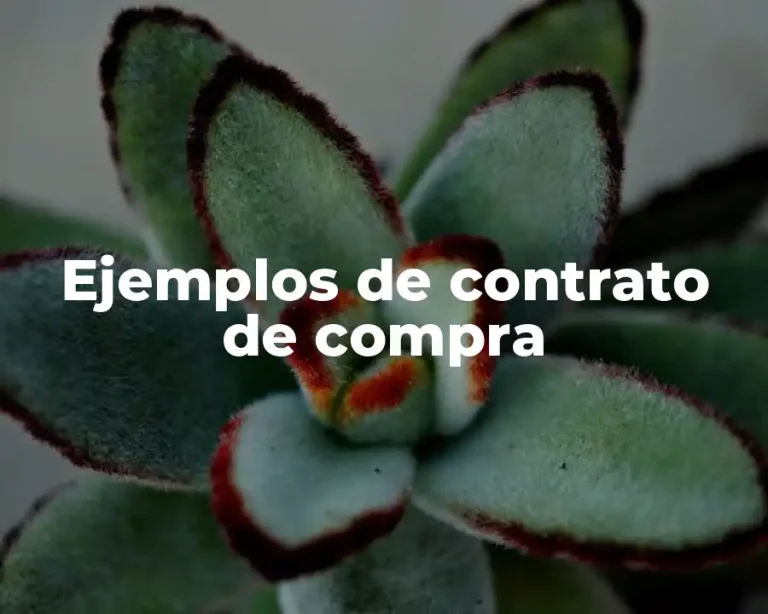 Ejemplos de contrato de compra