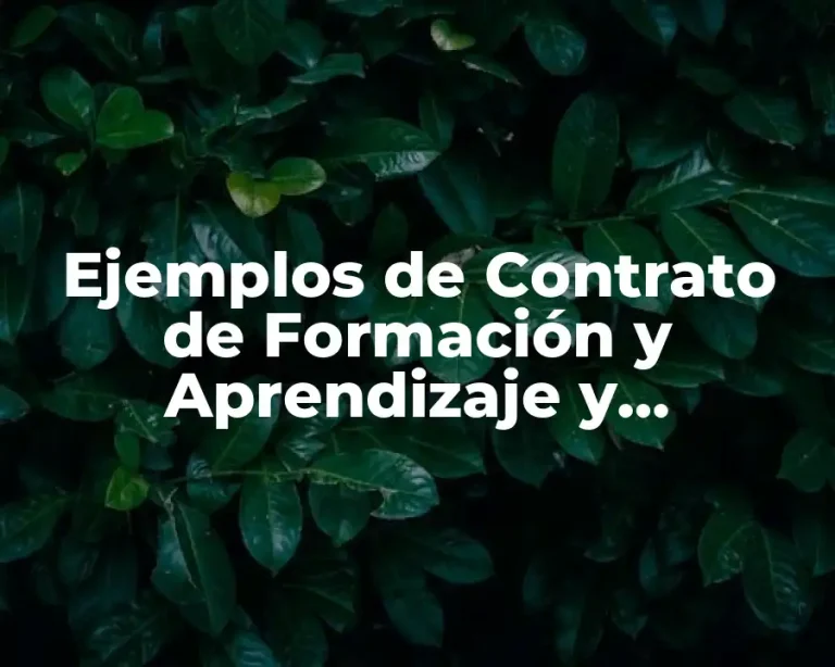 Ejemplos de Contrato de Formación y Aprendizaje y Significado