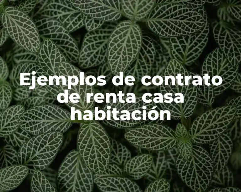 Ejemplos de contrato de renta casa habitación