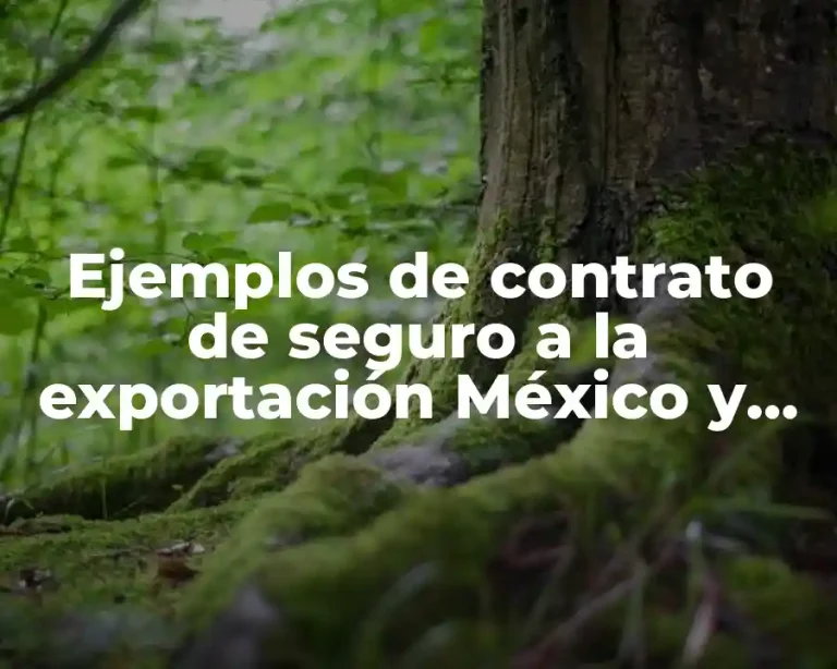 Ejemplos de contrato de seguro a la exportación México y Significado