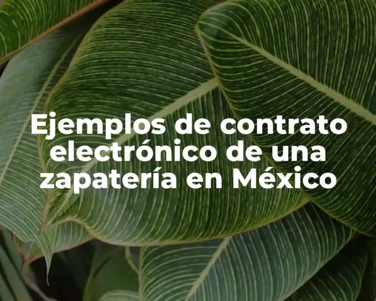 Ejemplos de contrato electrónico de una zapatería en México