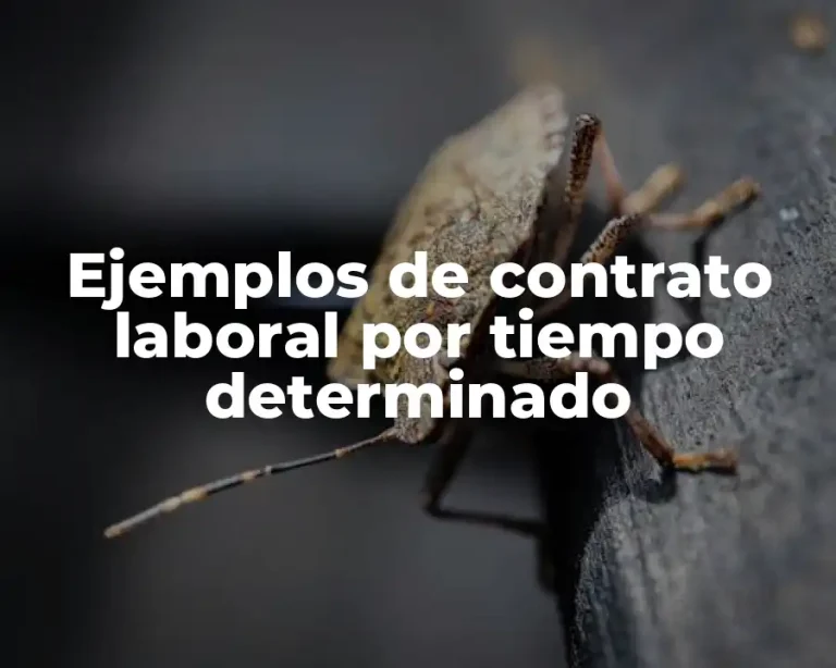 Ejemplos de contrato laboral por tiempo determinado