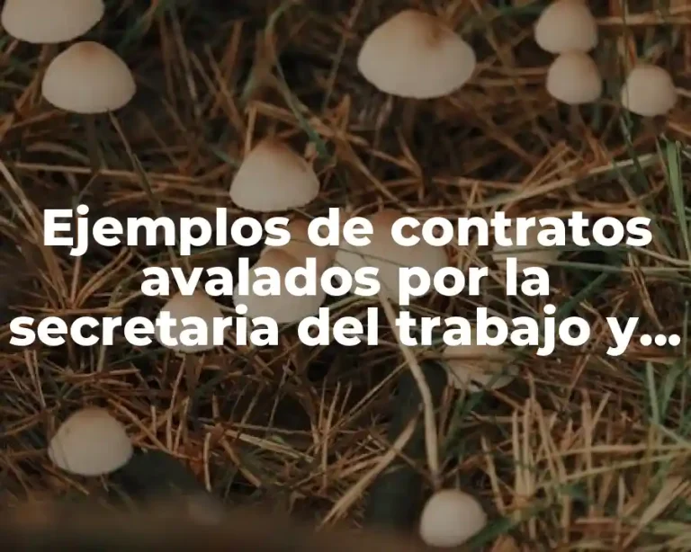 Ejemplos de contratos avalados por la secretaria del trabajo y Significado