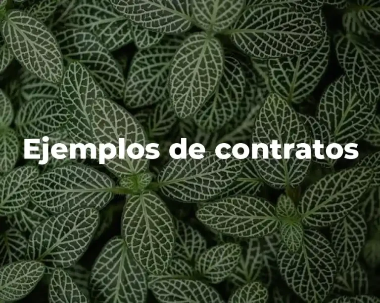 Ejemplos de contratos