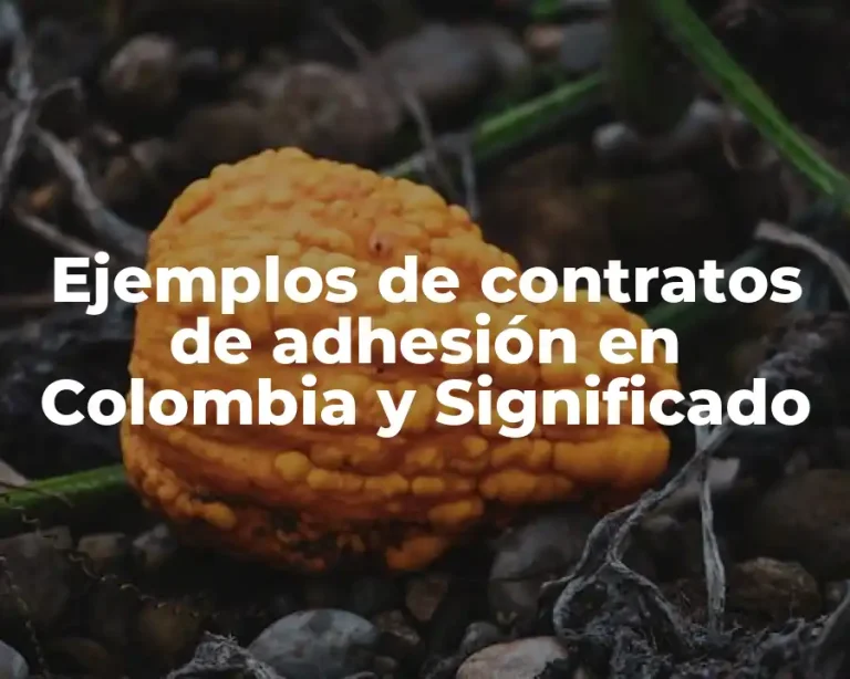 Ejemplos de contratos de adhesión en Colombia y Significado