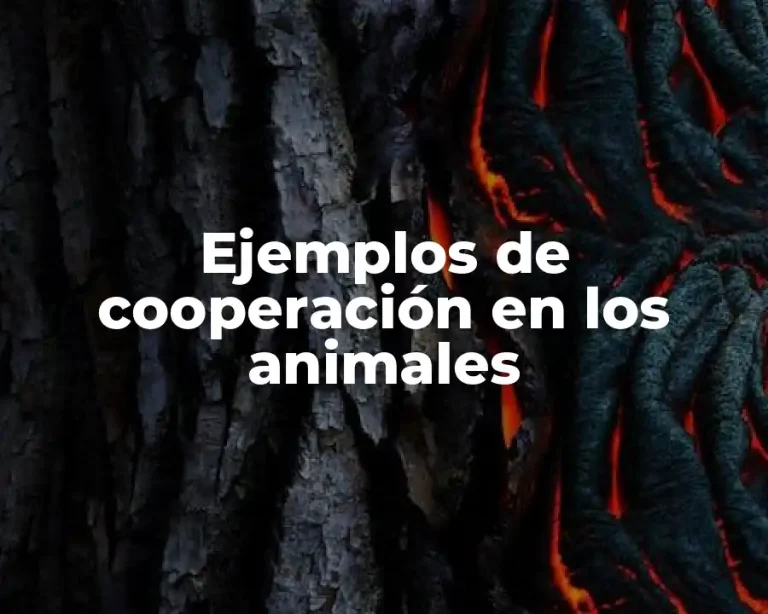 Ejemplos de cooperación en los animales