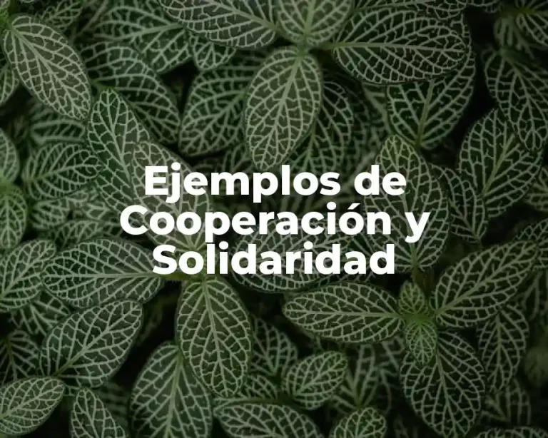 Ejemplos de Cooperación y Solidaridad