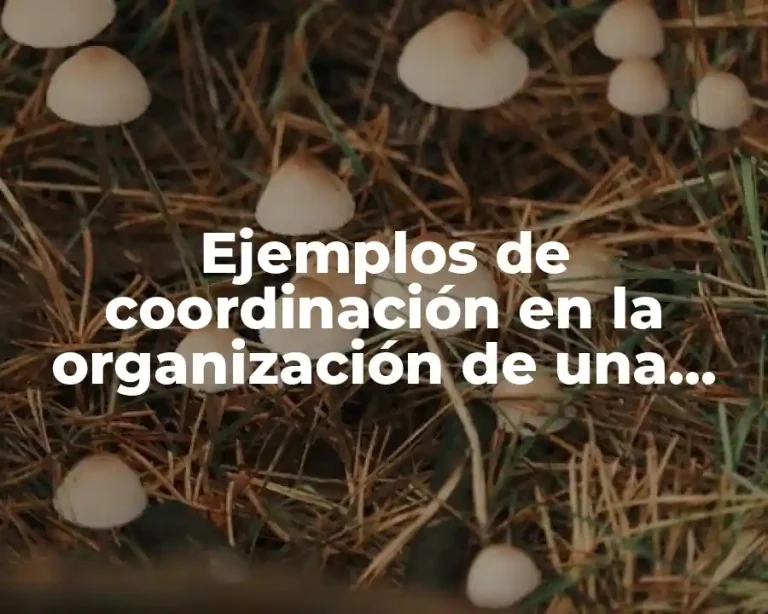 Ejemplos de coordinación en la organización de una empresa
