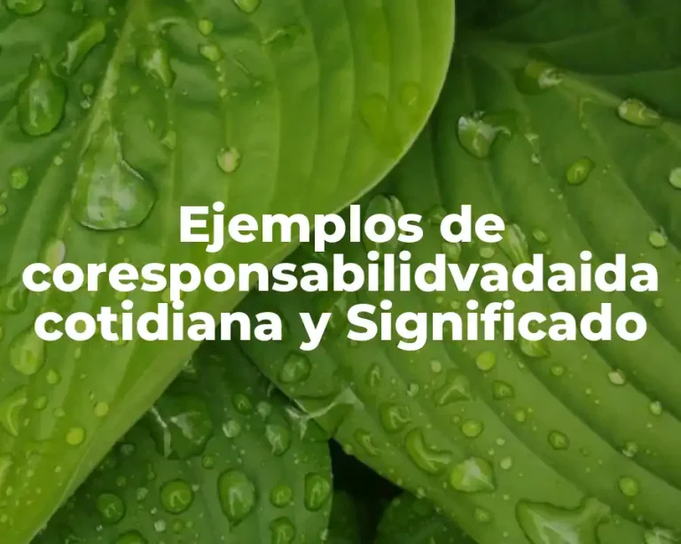Ejemplos de coresponsabilidvadaida cotidiana y Significado