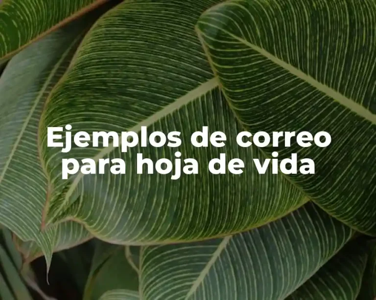 Ejemplos de correo para hoja de vida