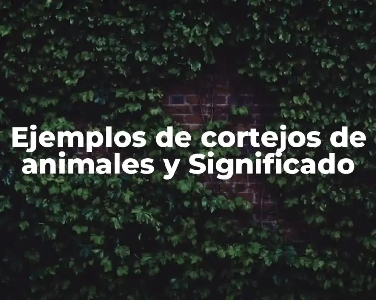 Ejemplos de cortejos de animales y Significado