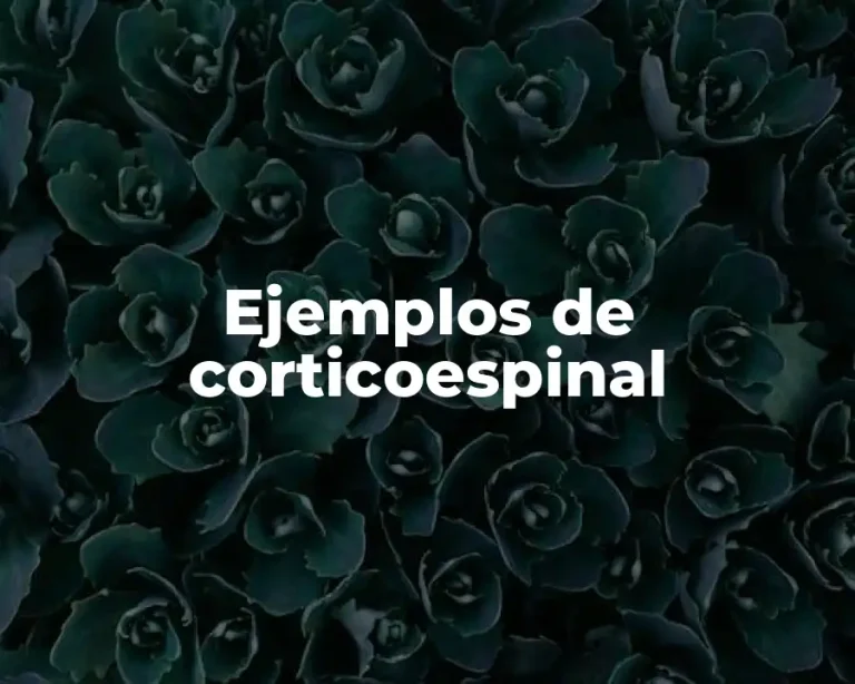 Ejemplos de corticoespinal