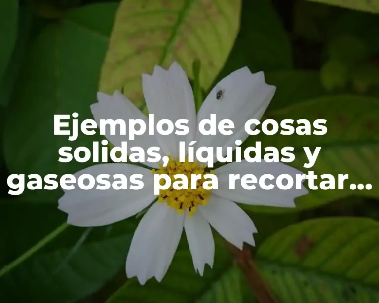 Ejemplos de cosas solidas, líquidas y gaseosas para recortar y Significado