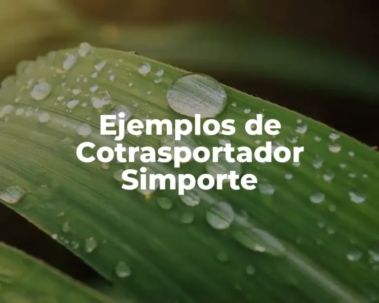 Ejemplos de Cotrasportador Simporte