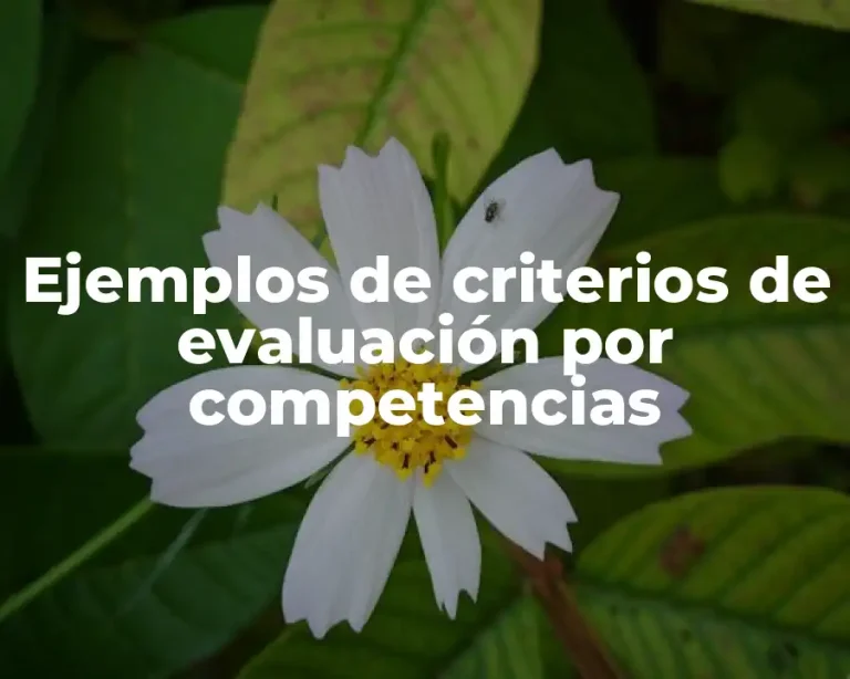 Ejemplos de criterios de evaluación por competencias