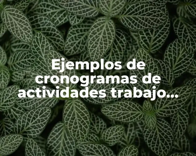 Ejemplos de cronogramas de actividades trabajo social área médica y Significado