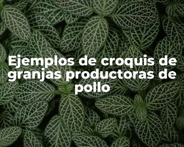Ejemplos de croquis de granjas productoras de pollo