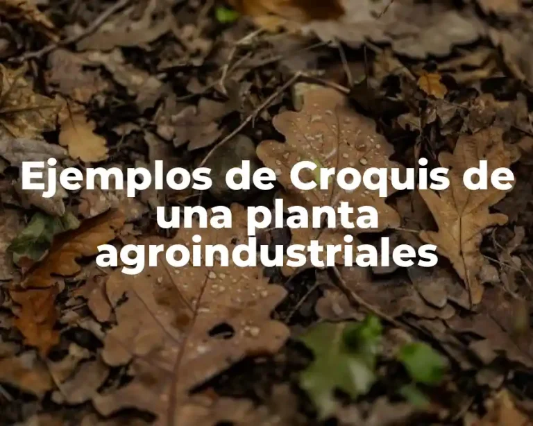 Ejemplos de Croquis de una planta agroindustriales