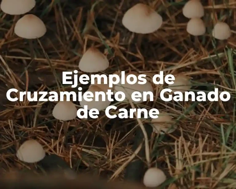 Ejemplos de Cruzamiento en Ganado de Carne