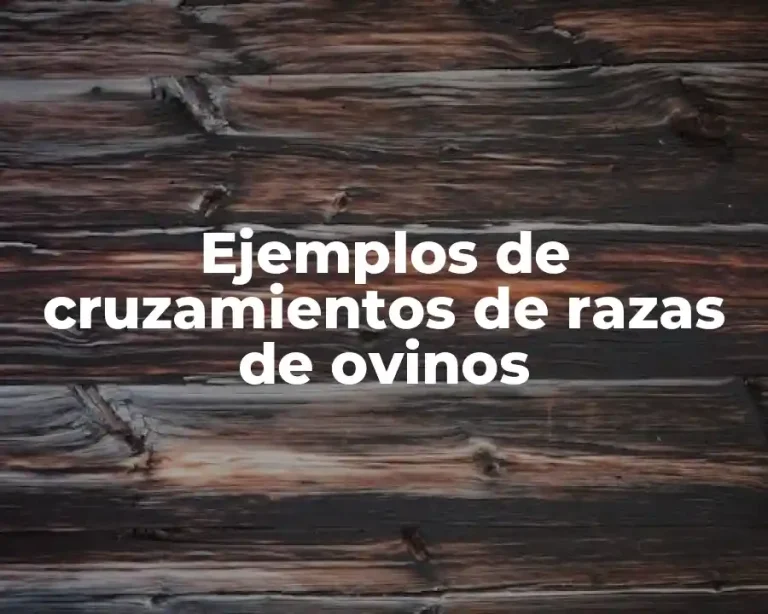 Ejemplos de cruzamientos de razas de ovinos