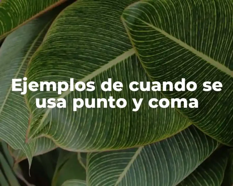 Ejemplos de cuando se usa punto y coma
