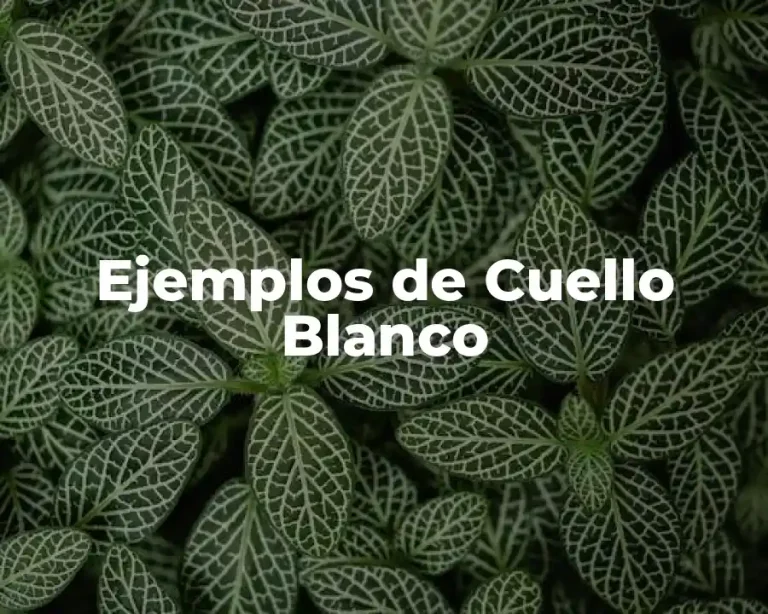 Ejemplos de Cuello Blanco